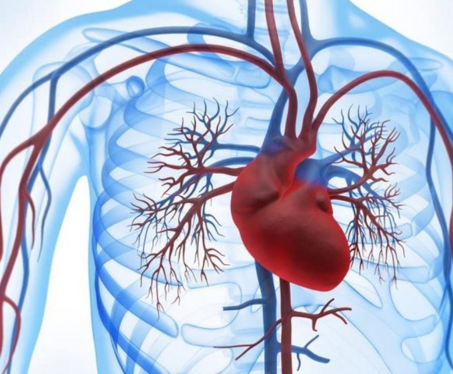 &Alpha;&nu;&epsilon;ύ&rho;&upsilon;&sigma;&mu;&alpha; &Theta;&omega;&rho;&alpha;&kappa;&iota;&kappa;ή&sigmaf; &Alpha;&omicron;&rho;&tau;ή&sigmaf;