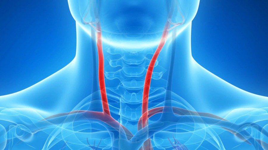 &Sigma;&tau;έ&nu;&omega;&sigma;&eta; &Kappa;&alpha;&rho;&omega;&tau;ί&delta;&alpha;&sigmaf; - &Kappa;&alpha;&rho;&omega;&tau;&iota;&delta;&iota;&kappa;ή &Nu;ό&sigma;&omicron;&sigmaf;